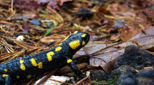 Herping Around Bukovel in the Carpathians.